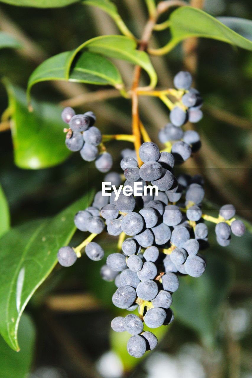 Close-up of grapes growing in vineyard