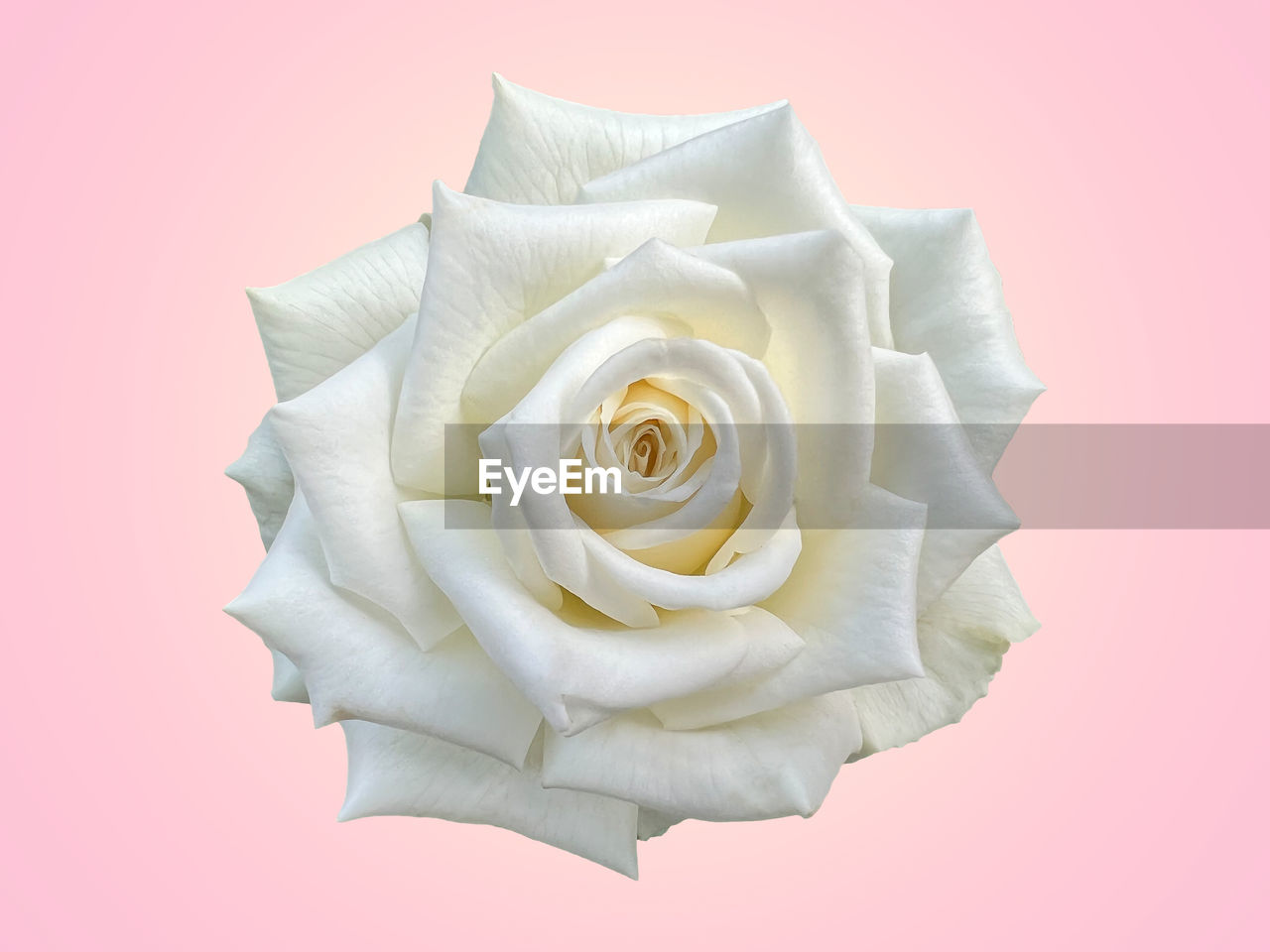 flower, flowering plant, rose, pink, beauty in nature, plant, petal, studio shot, colored background, flower head, freshness, inflorescence, nature, no people, white, fragility, close-up, garden roses, single object, cut out, indoors, celebration, bouquet