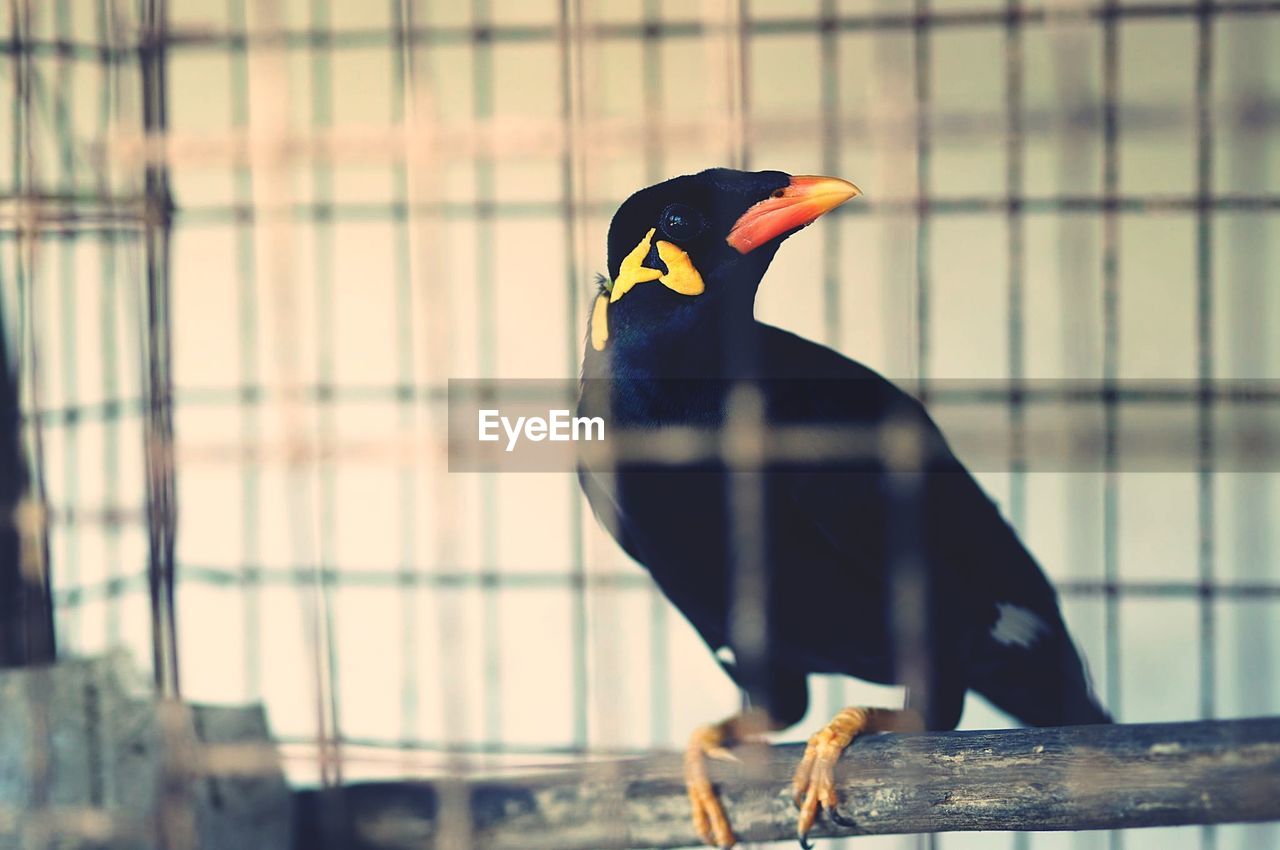 CLOSE-UP OF BIRD PERCHING ON OUTDOORS