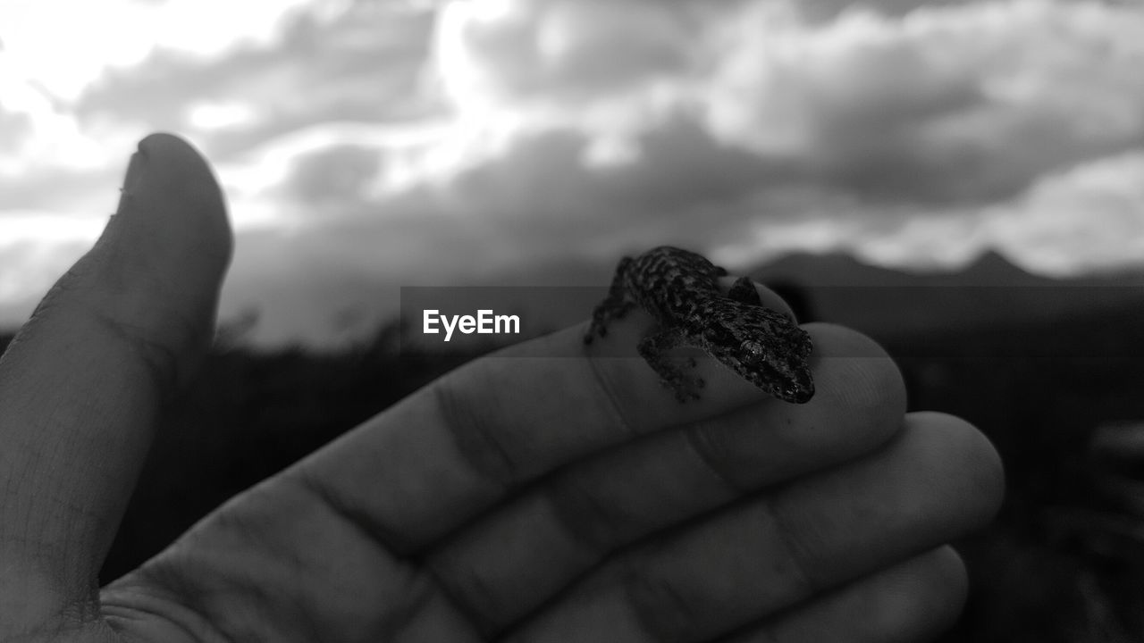 CLOSE-UP OF HAND HOLDING SNAKE