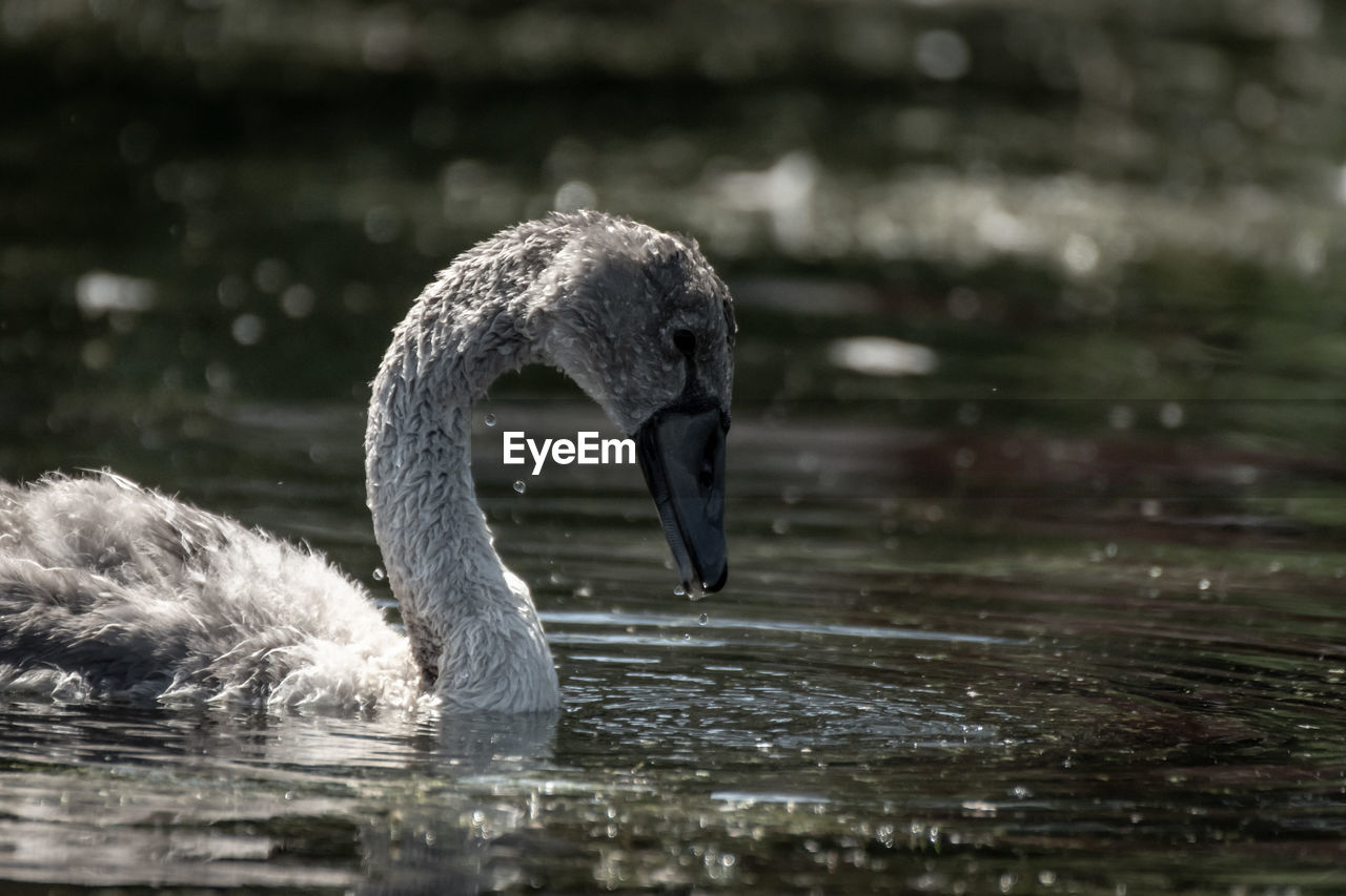 CLOSE-UP OF SWAN SWIMMING ON LAKE