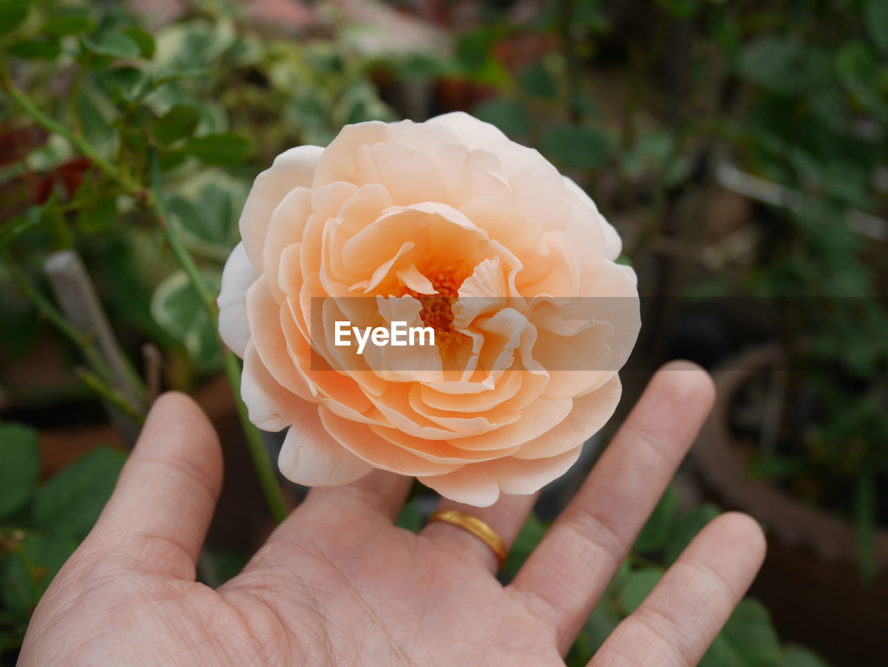 CLOSE-UP OF HAND HOLDING ROSE FLOWER IN BLOOM