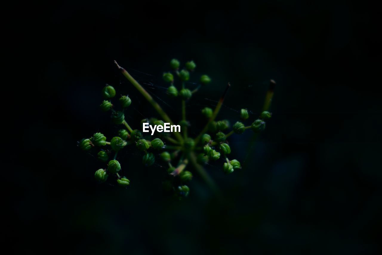 CLOSE-UP OF SMALL FLOWER BUDS GROWING IN BLACK BACKGROUND