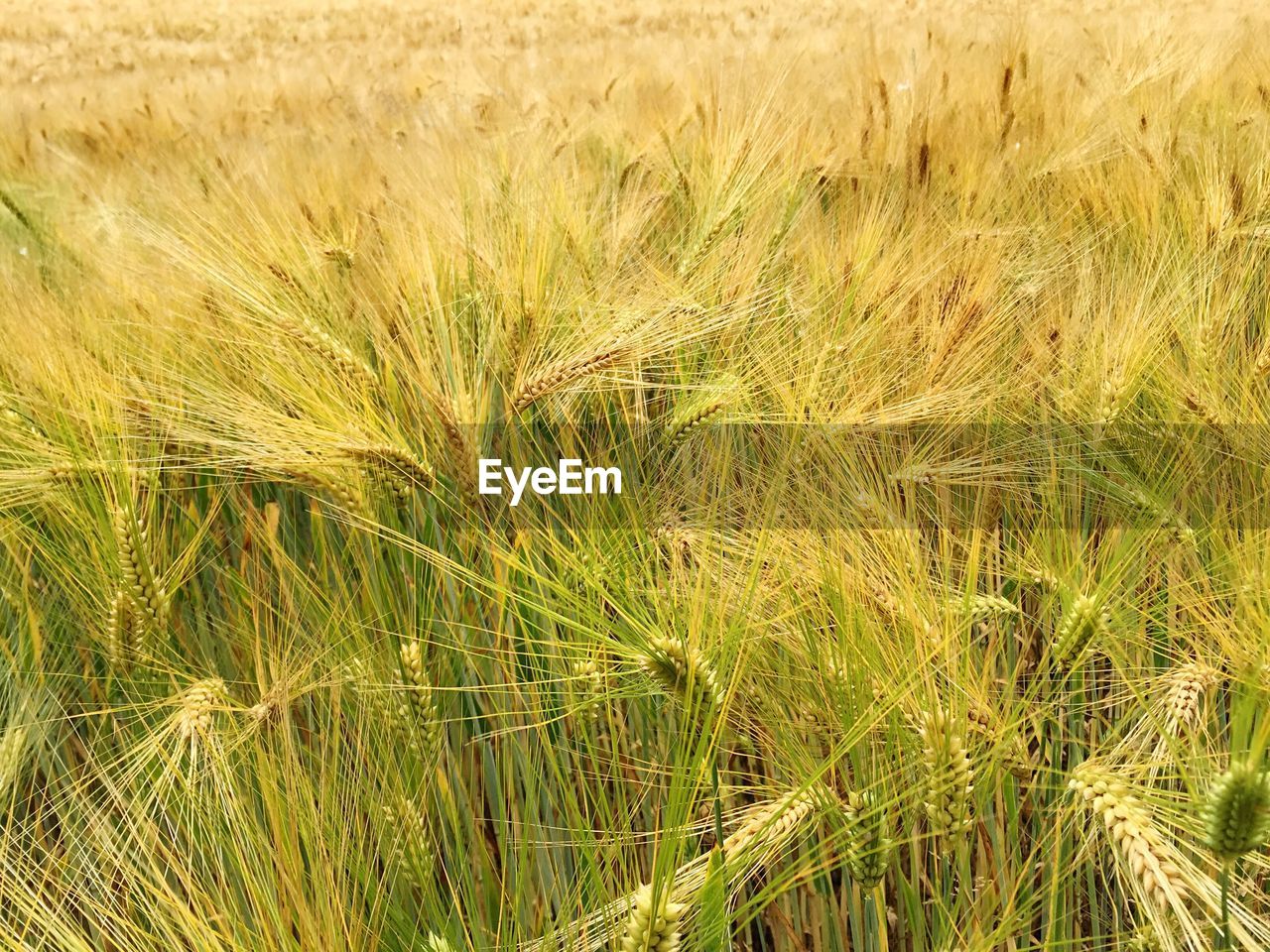 Full frame of wheat field