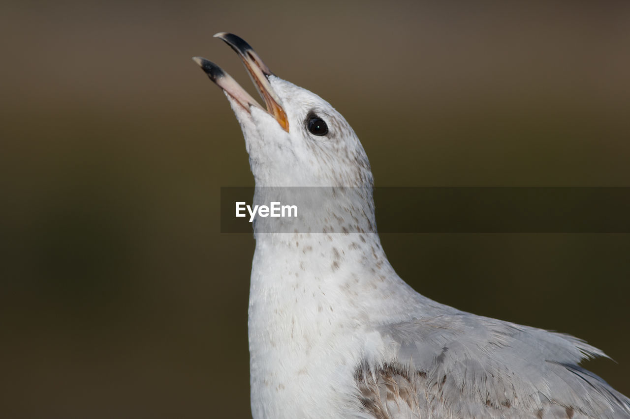 close-up of a bird