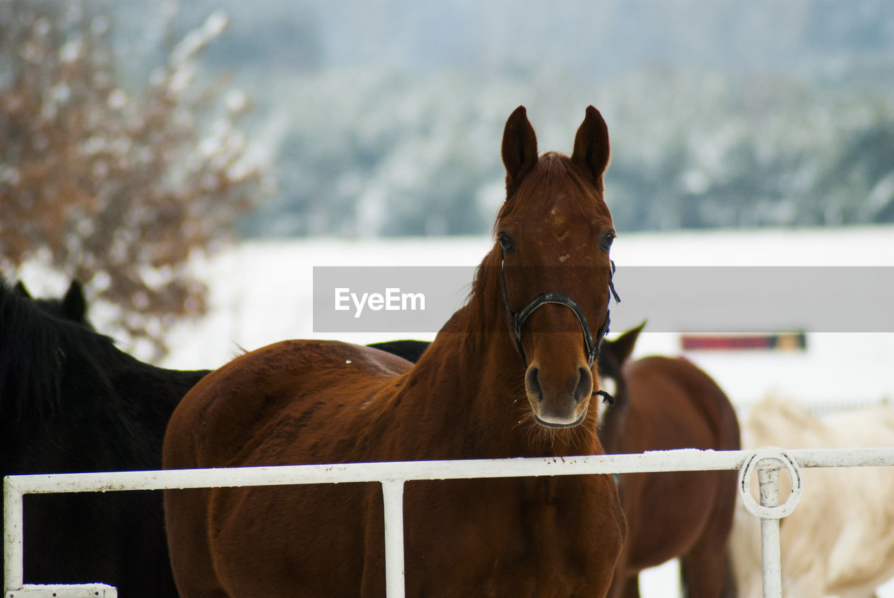 Portrait of horse standing by fence