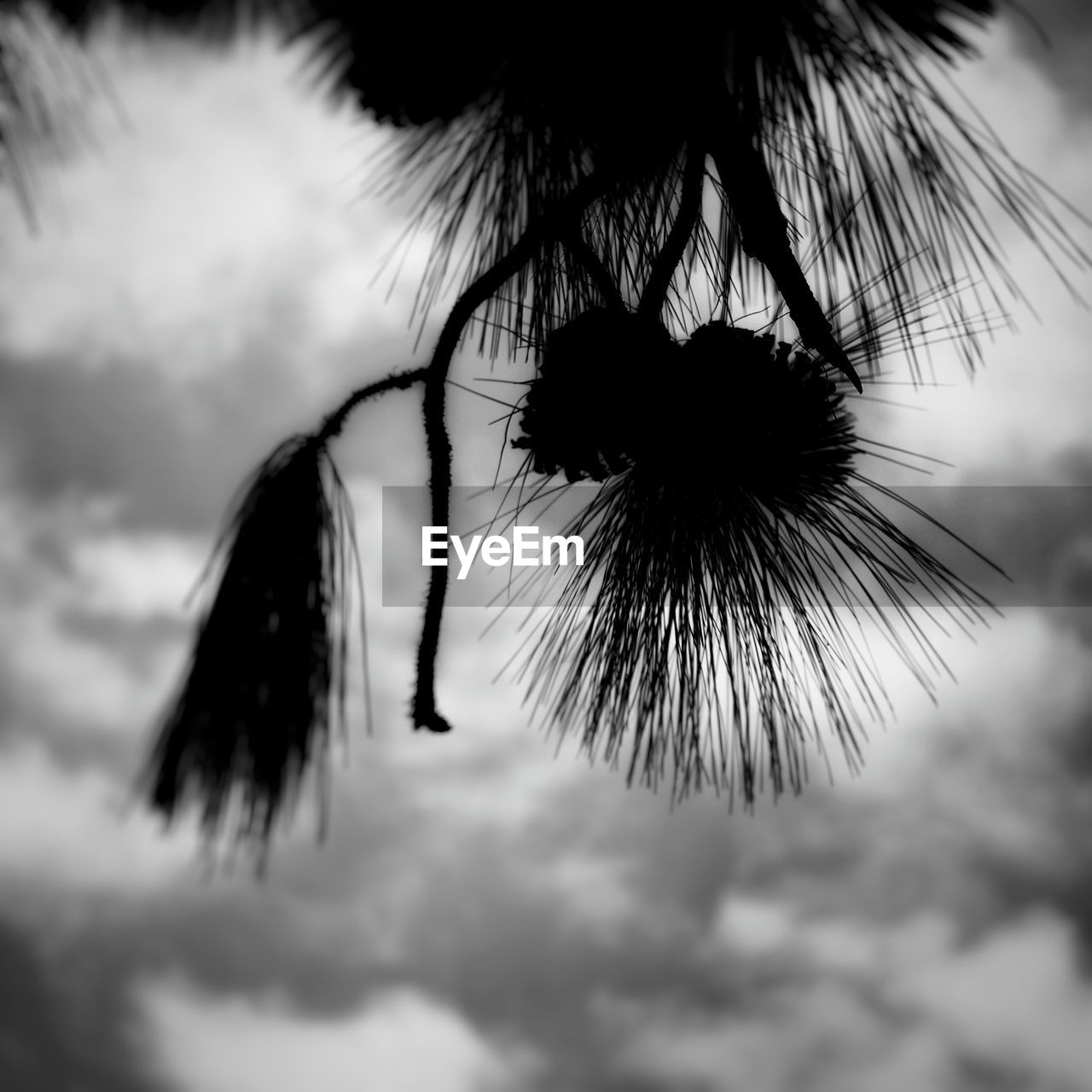 CLOSE-UP OF SILHOUETTE FLOWER AGAINST SKY