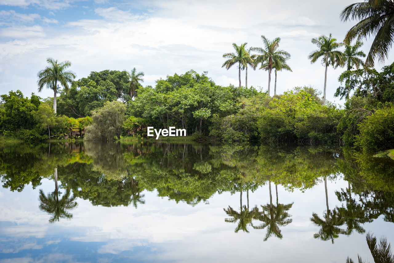 REFLECTION OF PALM TREES ON LAKE AGAINST SKY