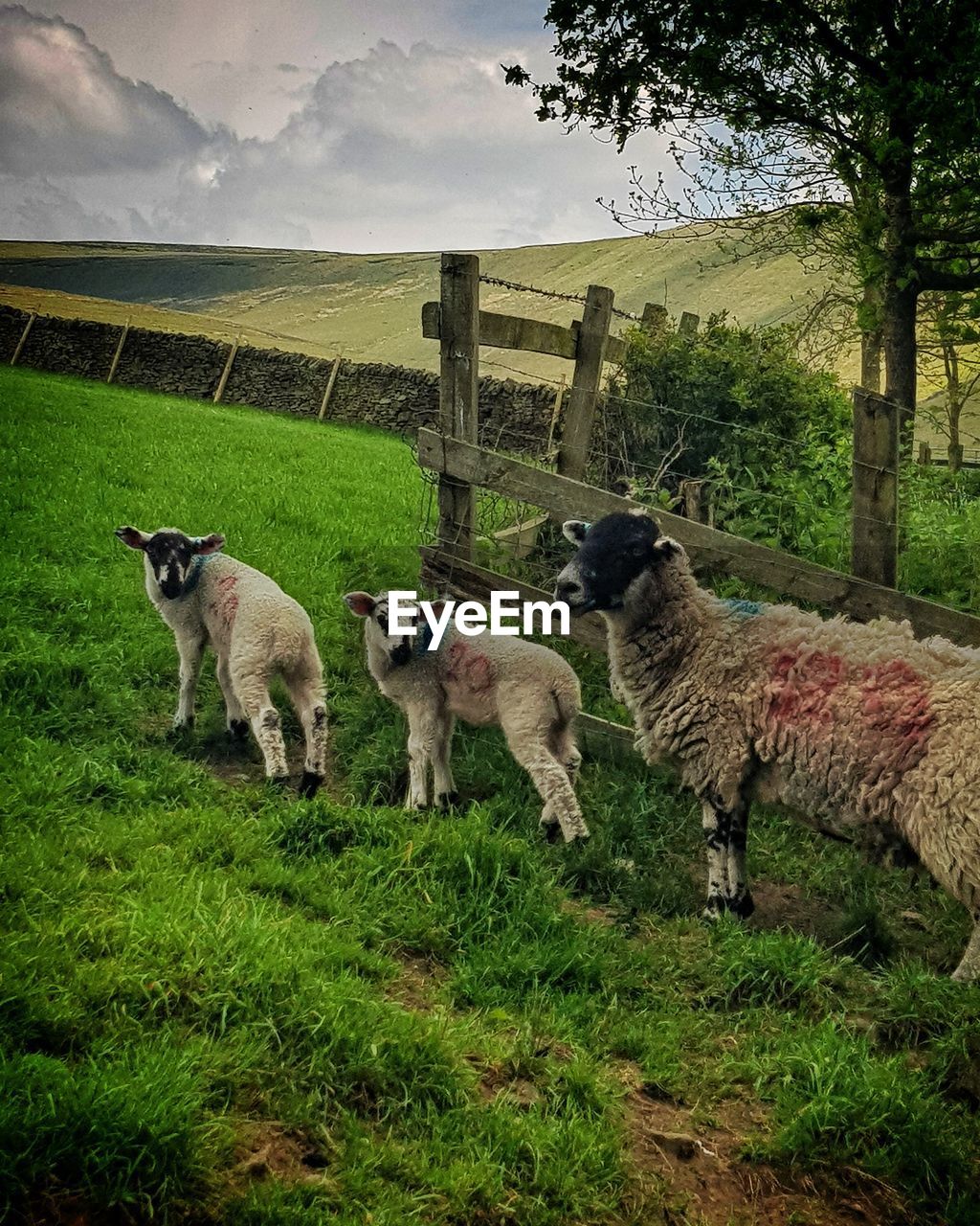 SHEEP STANDING IN FIELD