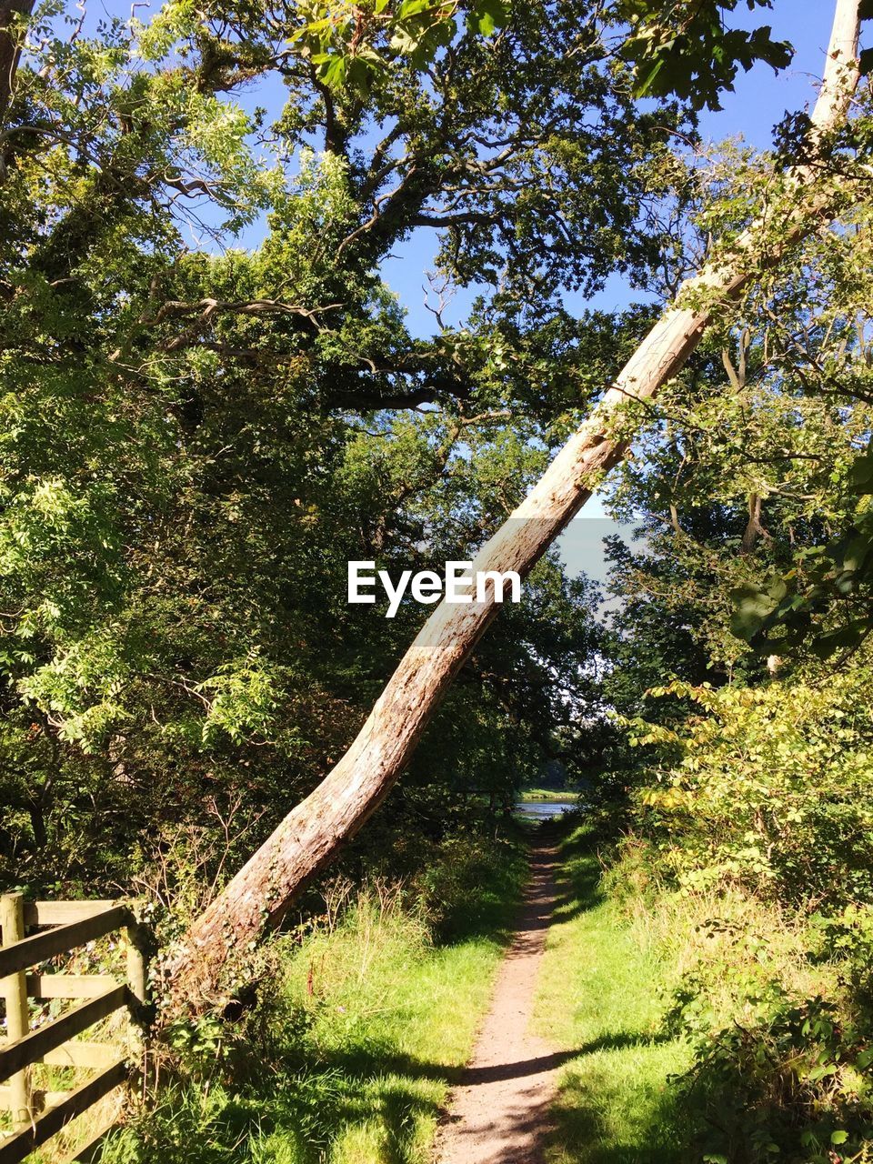 TREES IN PARK