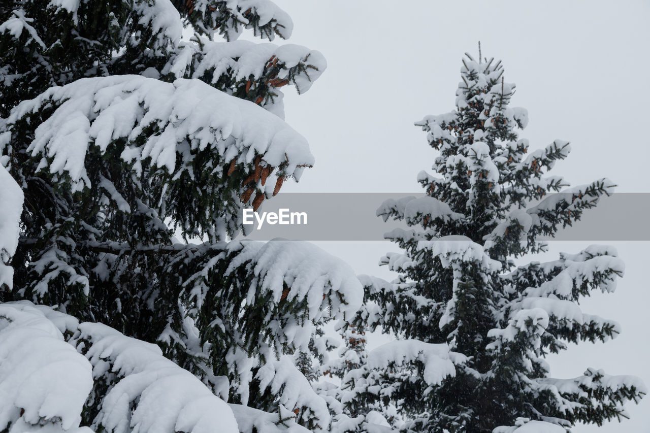 LOW ANGLE VIEW OF SNOW COVERED TREES AND PLANTS ON FIELD AGAINST SKY