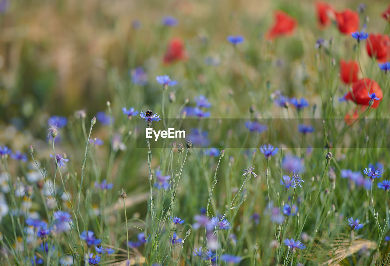 CLOSE-UP OF PURPLE FLOWERING PLANTS ON LAND