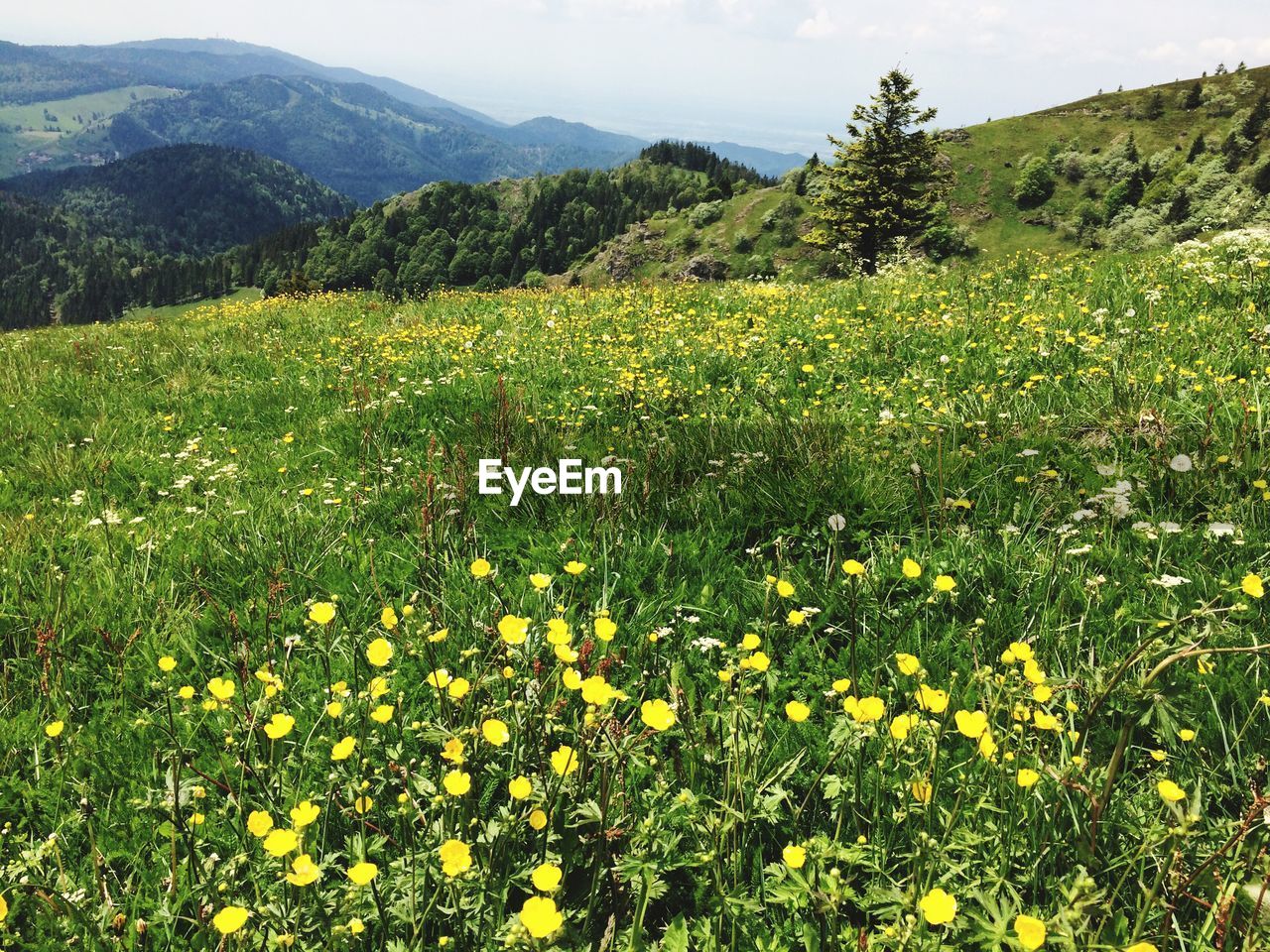 PLANTS GROWING ON FIELD AGAINST MOUNTAINS