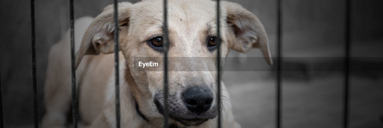 Dog in animal shelter waiting for adoption. dog behind the fences. dog in animal shelter cage.