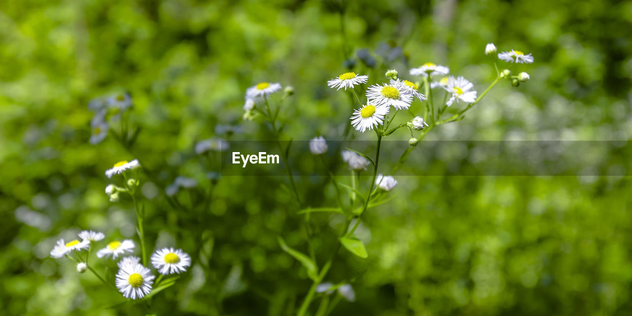 Close-up of white flowering plant on field