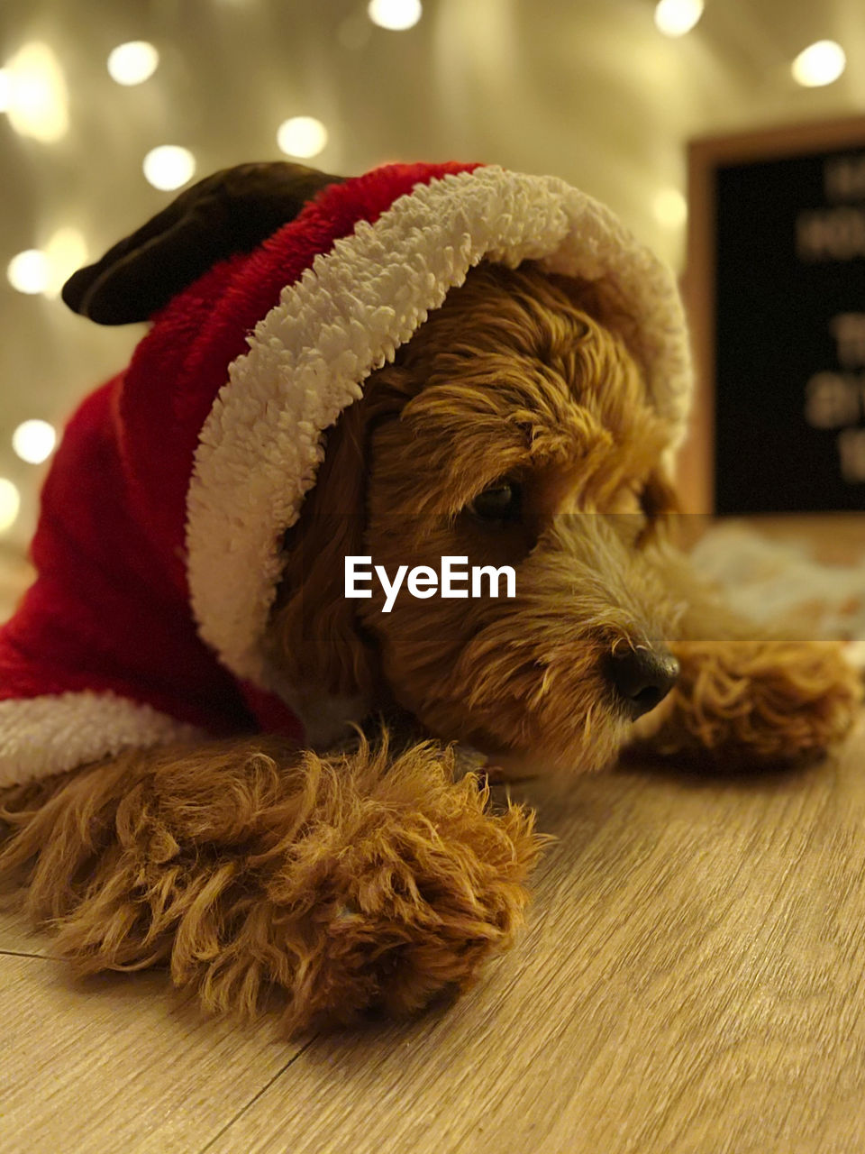 Close-up of dog wearing reindeer costume