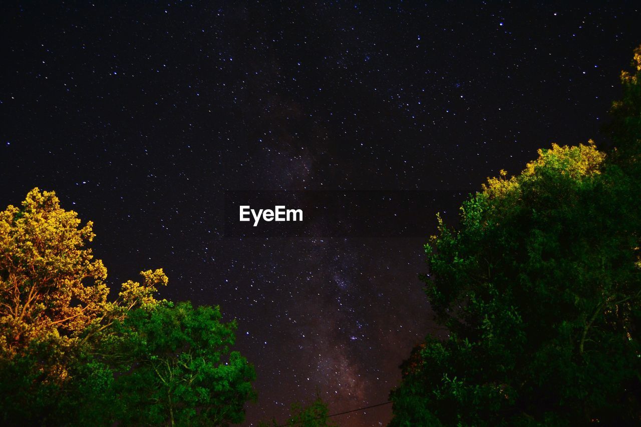 Low angle view of trees against starry sky