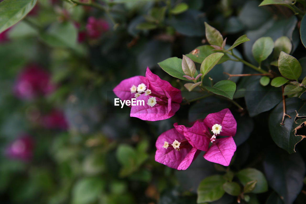 Close-up of pink flowering plant