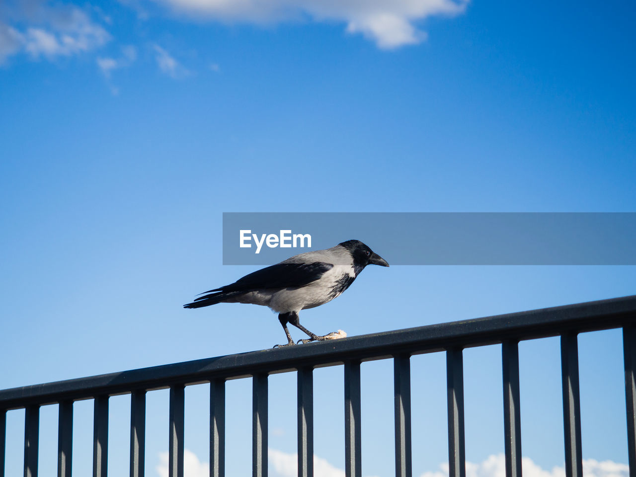 Crow perching on railing against sky