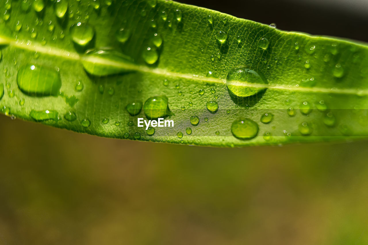 CLOSE-UP OF WATER DROPS ON GREEN LEAVES