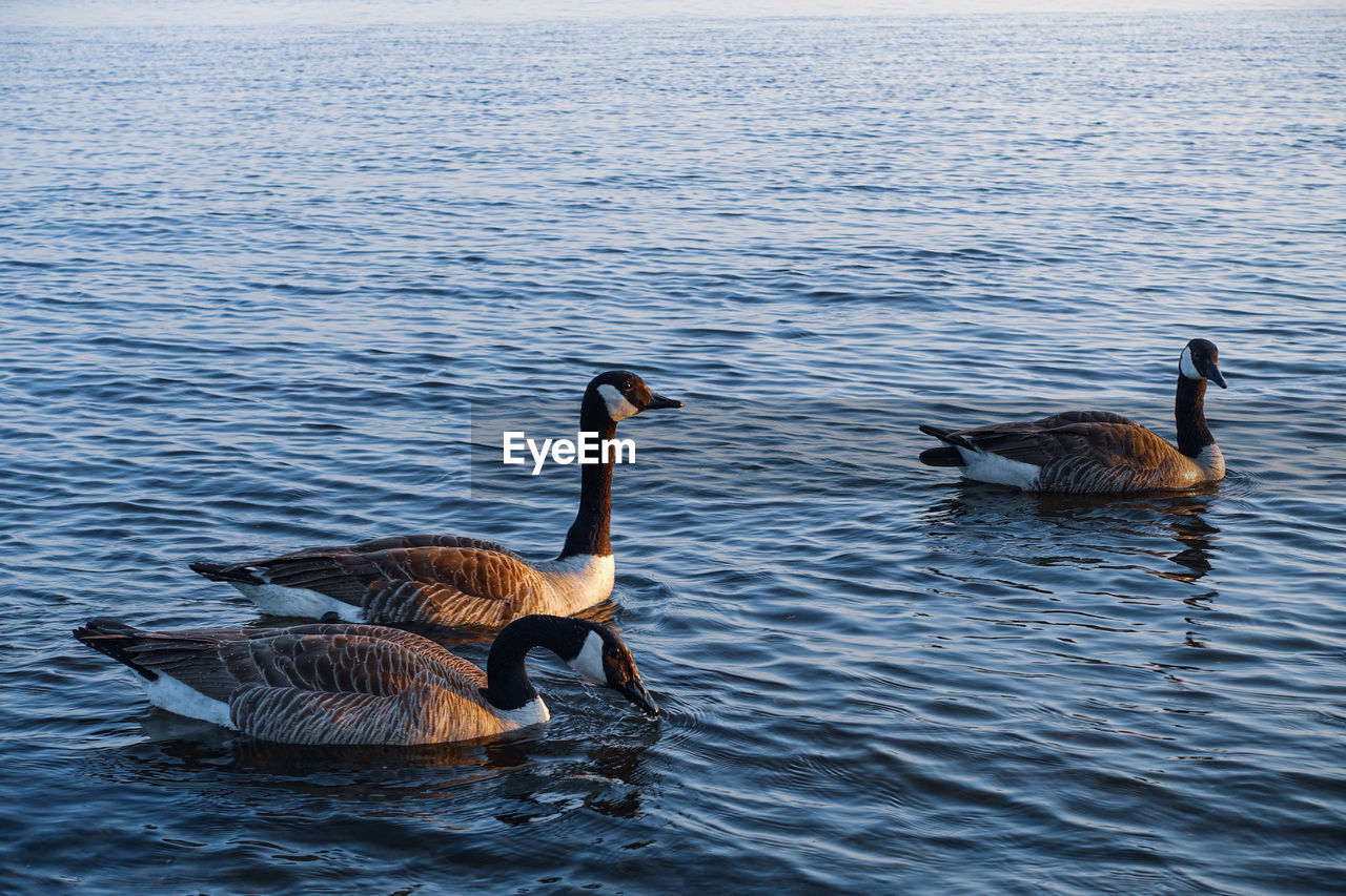 Ducks swimming in lake