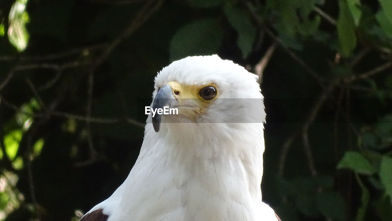 CLOSE-UP PORTRAIT OF EAGLE