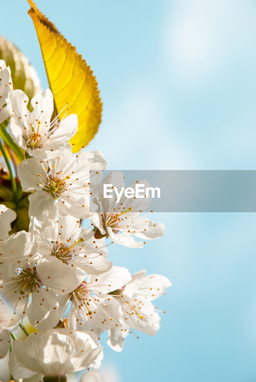 Close-up of white cherry blossoms against clear sky