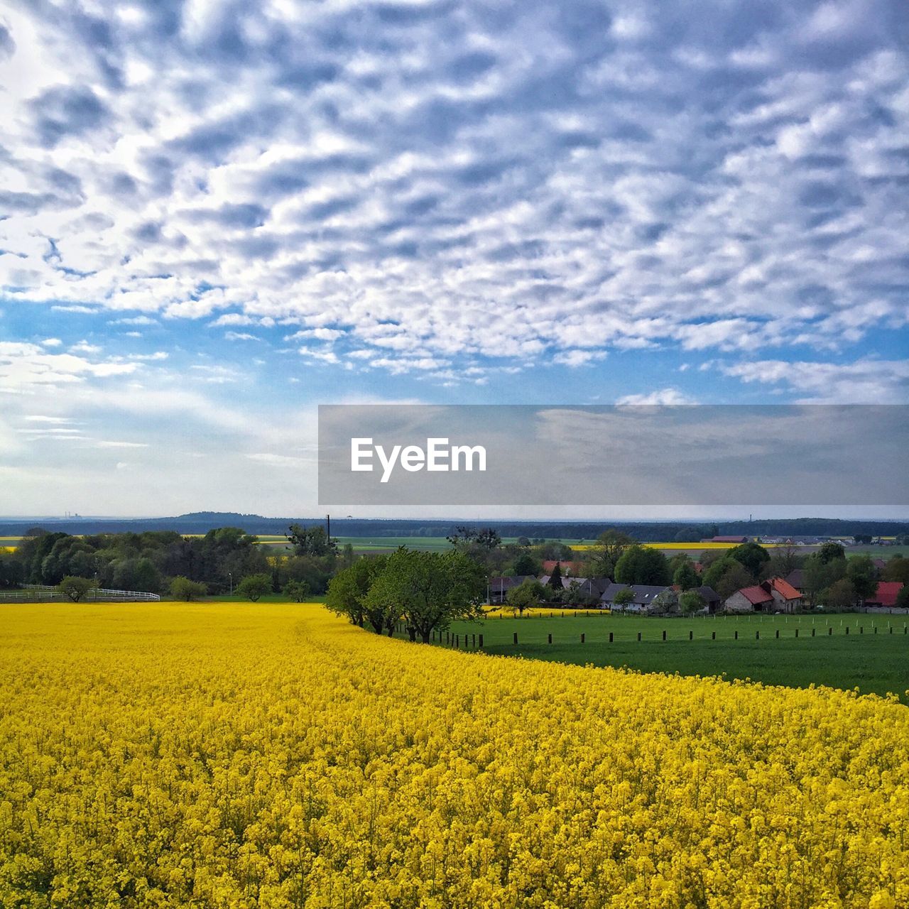 Scenic view of yellow farm against cloudy sky