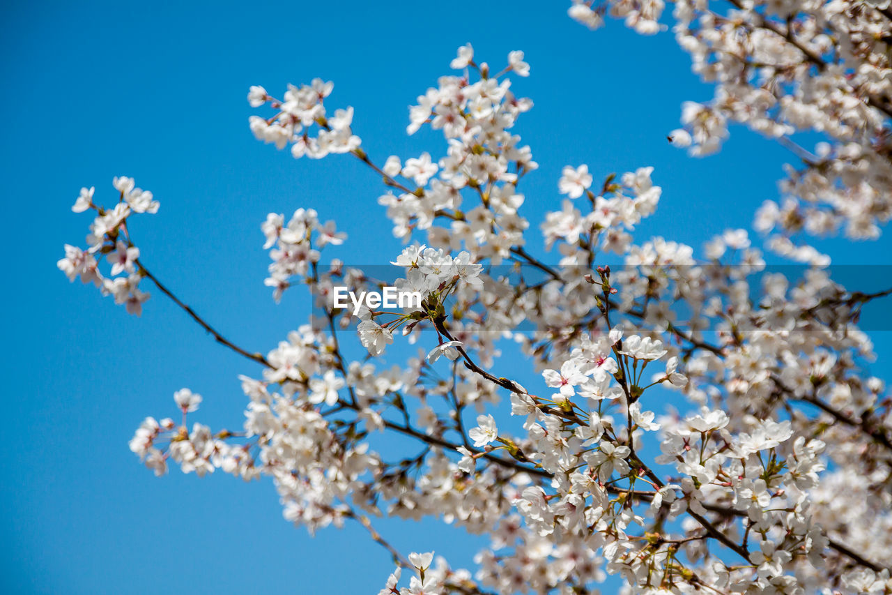 LOW ANGLE VIEW OF CHERRY BLOSSOMS AGAINST CLEAR SKY