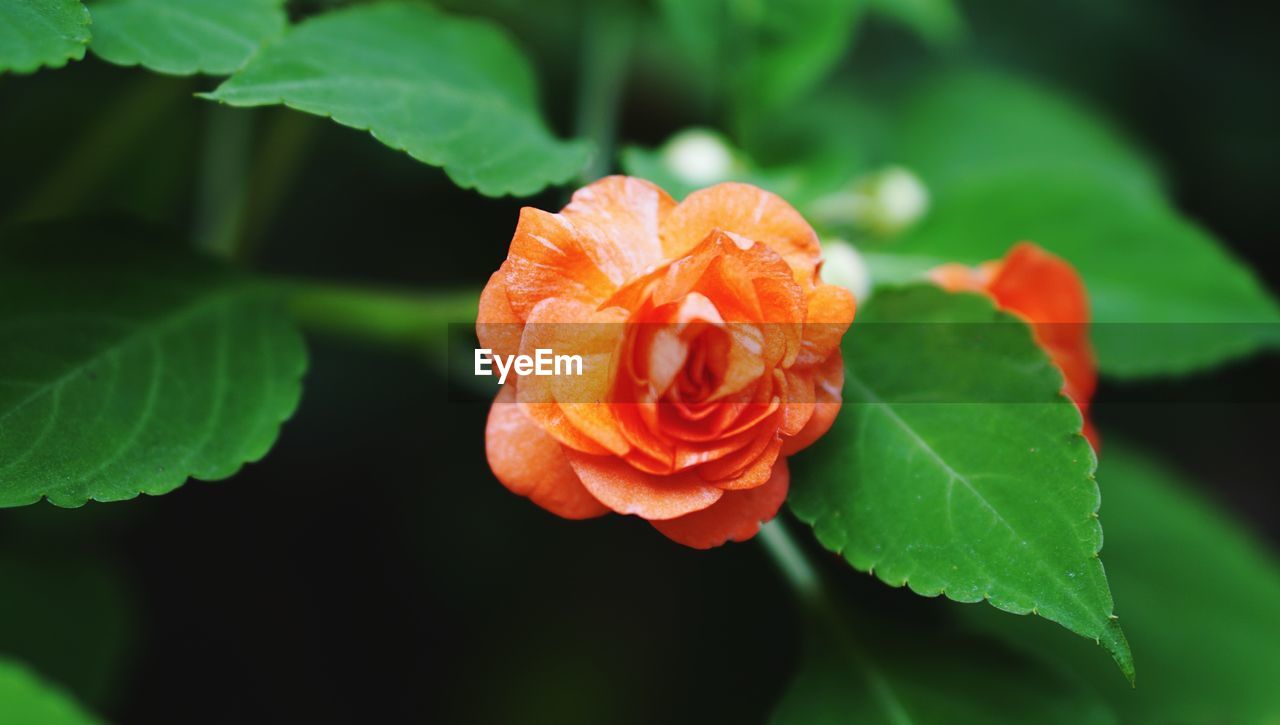 Close-up of rose plant