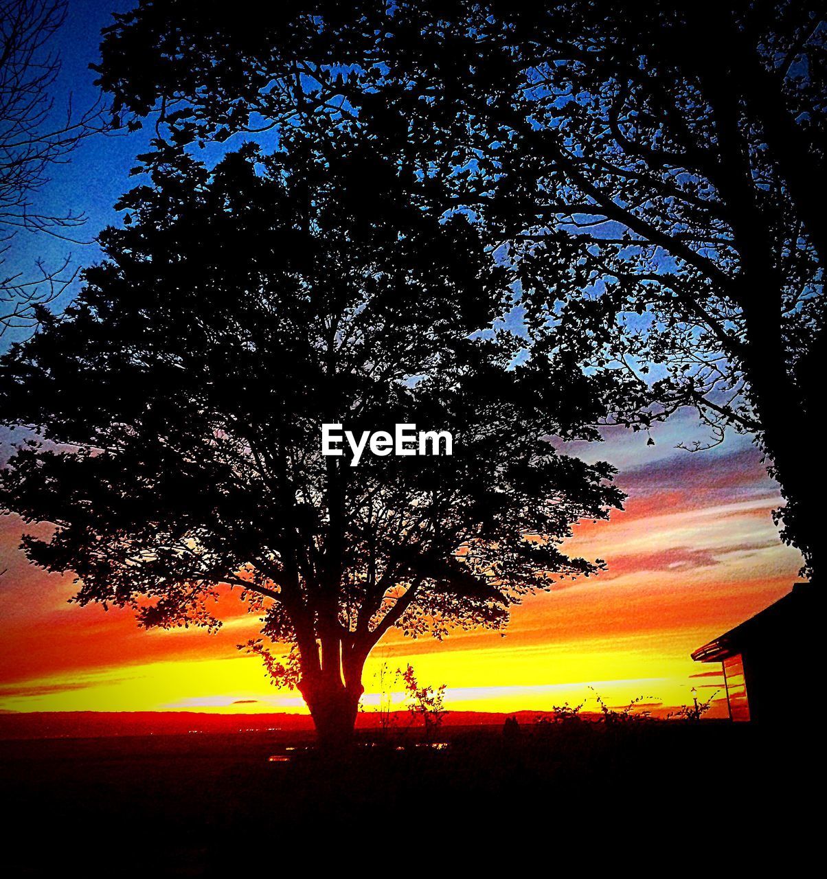 SILHOUETTE TREES AGAINST ORANGE SKY