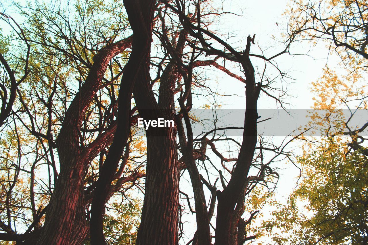 LOW ANGLE VIEW OF TREES AGAINST SKY