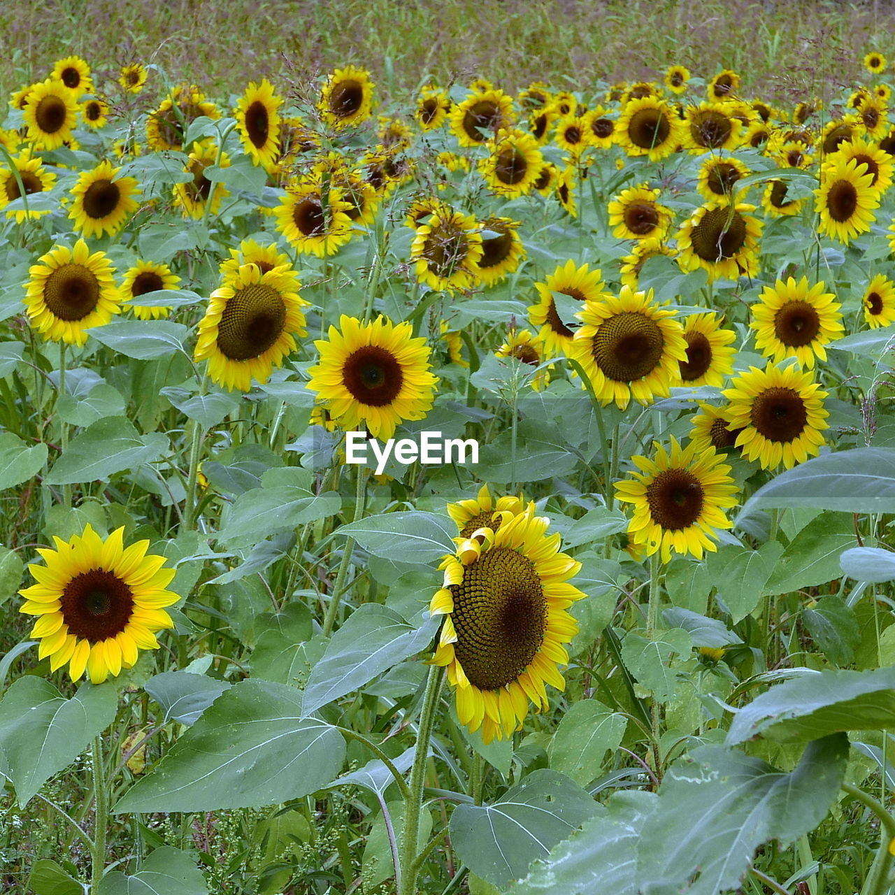 HIGH ANGLE VIEW OF SUNFLOWERS BLOOMING IN FIELD