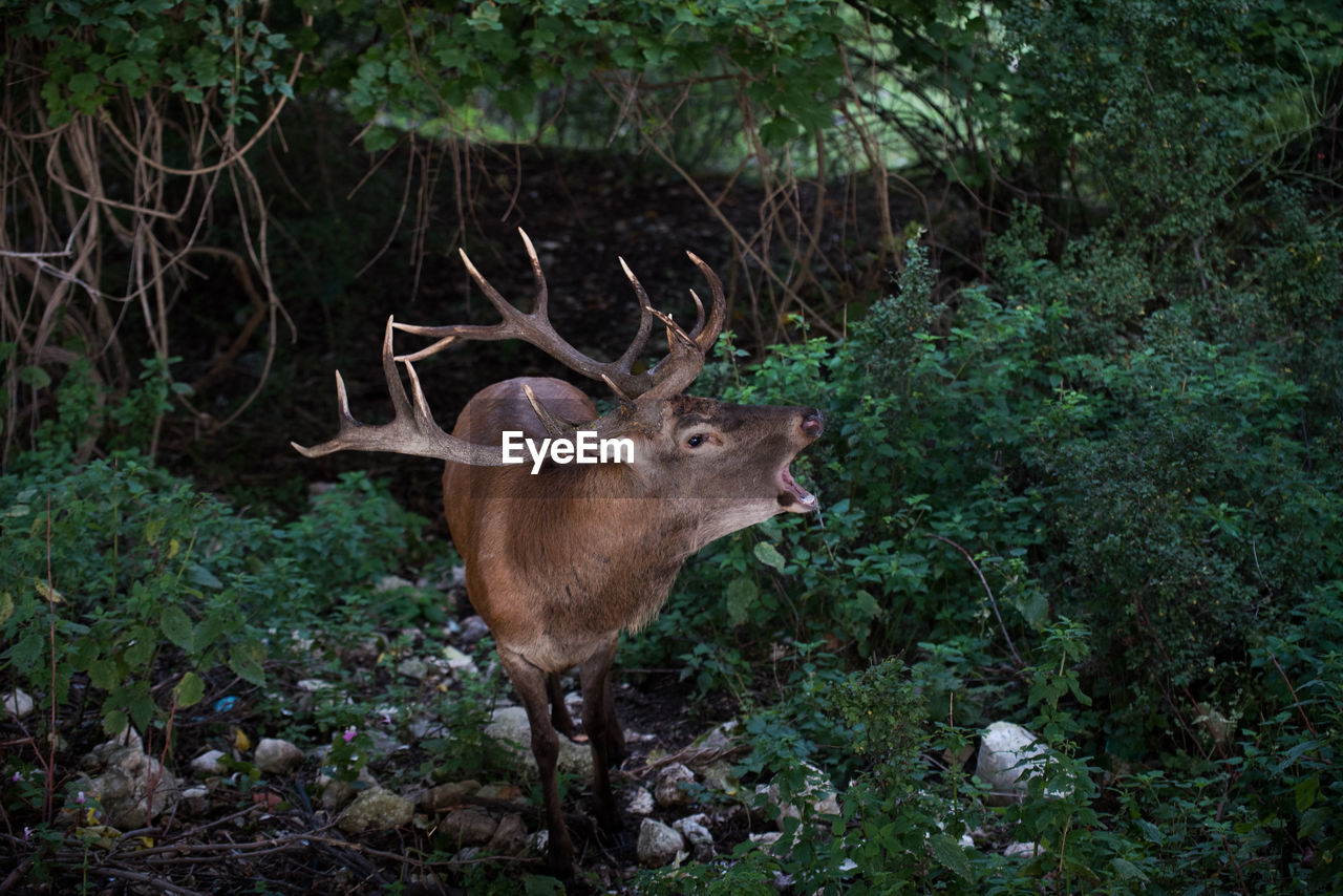 Deer standing in a forest