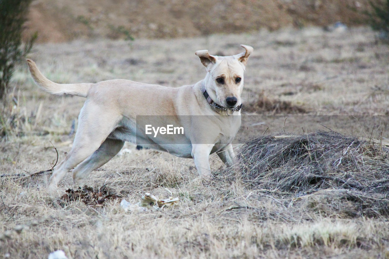 PORTRAIT OF DOGS ON FIELD