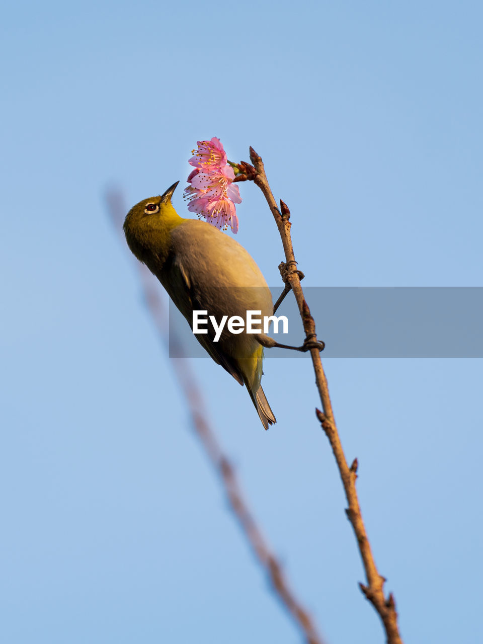 bird, animal, animal themes, animal wildlife, blue, nature, branch, one animal, wildlife, sky, clear sky, no people, tree, perching, plant, flower, outdoors, low angle view, day, leaf, beak, sunny, yellow, beauty in nature