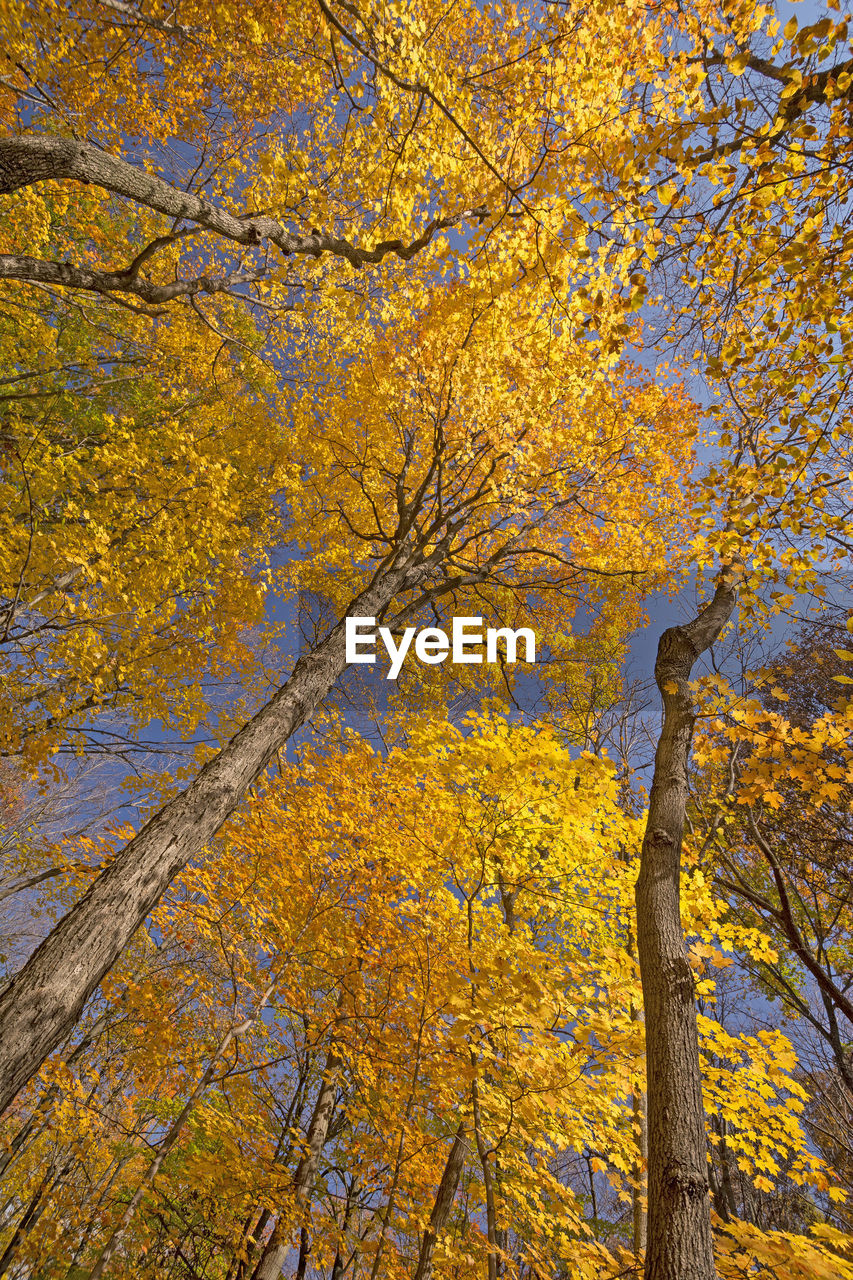 Underneath the colors of fall in ned brown preserve in illinois