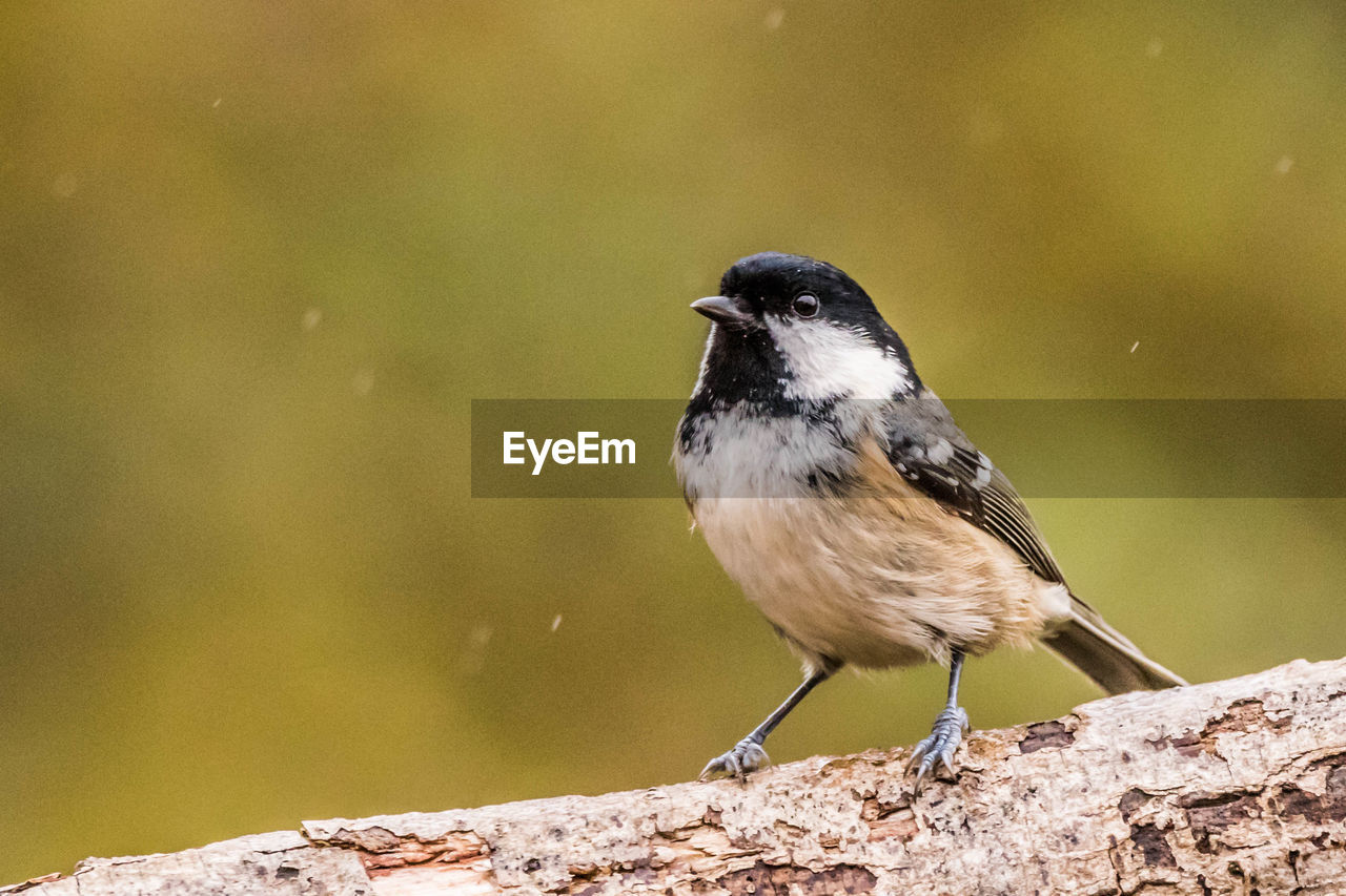 BIRD PERCHING ON ROCK