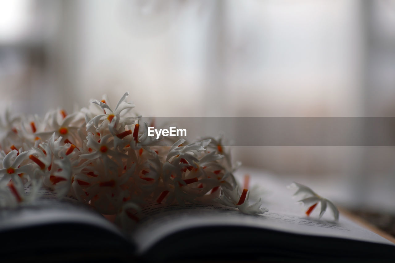 Close-up of open book and flowers on table at home