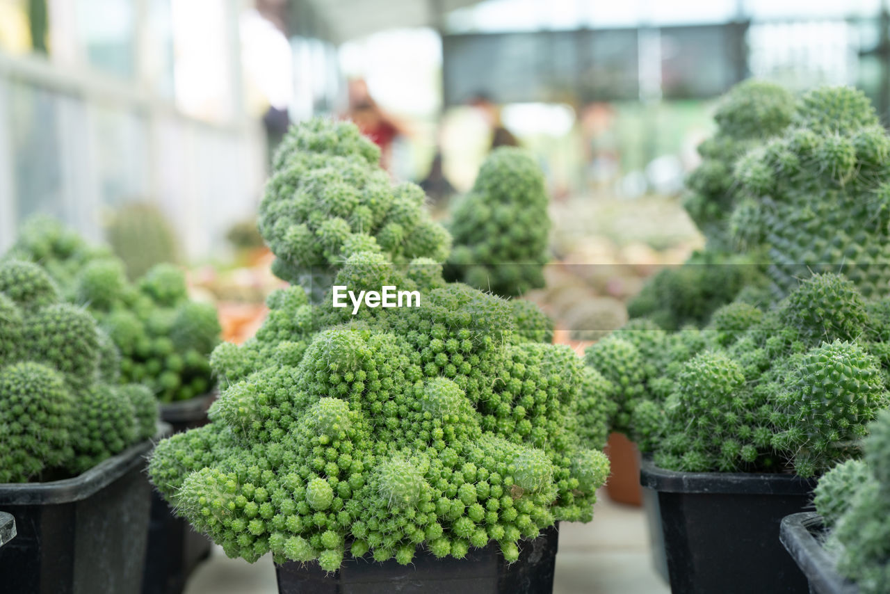 close-up of vegetables for sale at market stall