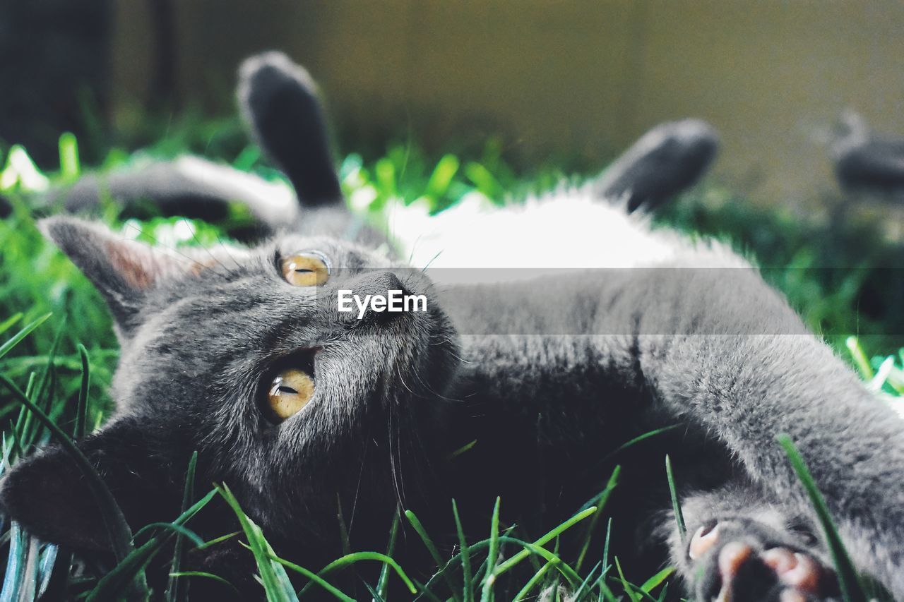 CLOSE-UP OF A CAT LYING ON FIELD