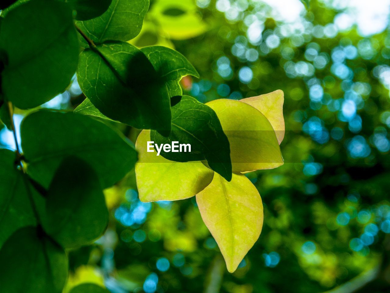 Close-up of leaves on plant in park