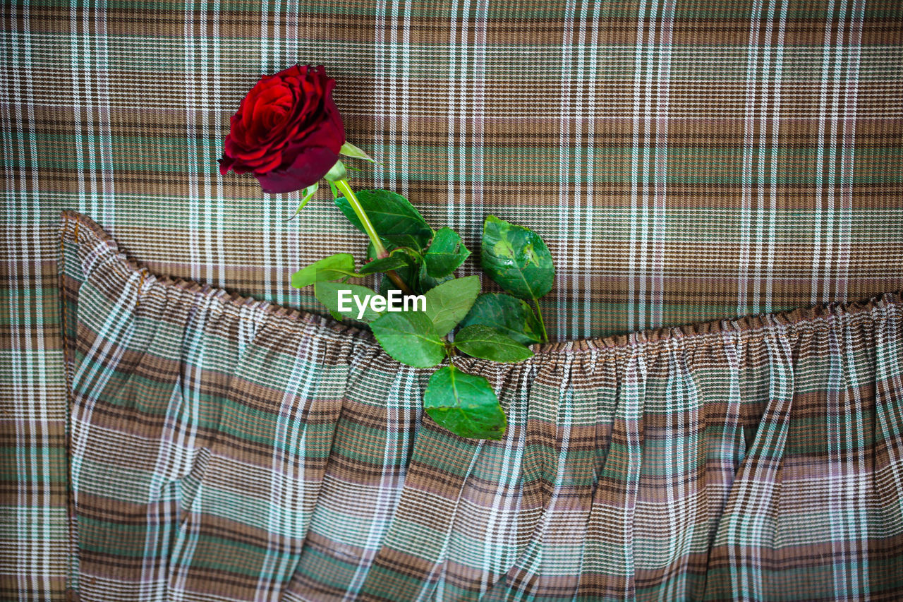 RED ROSE IN BASKET ON PLANT