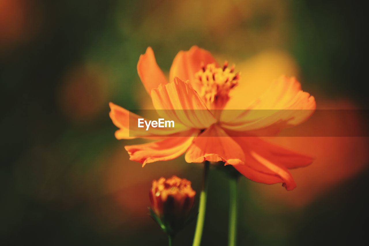 Close-up of orange flower