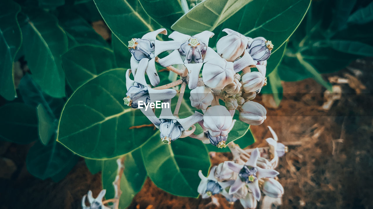 Close-up of white flowering plant