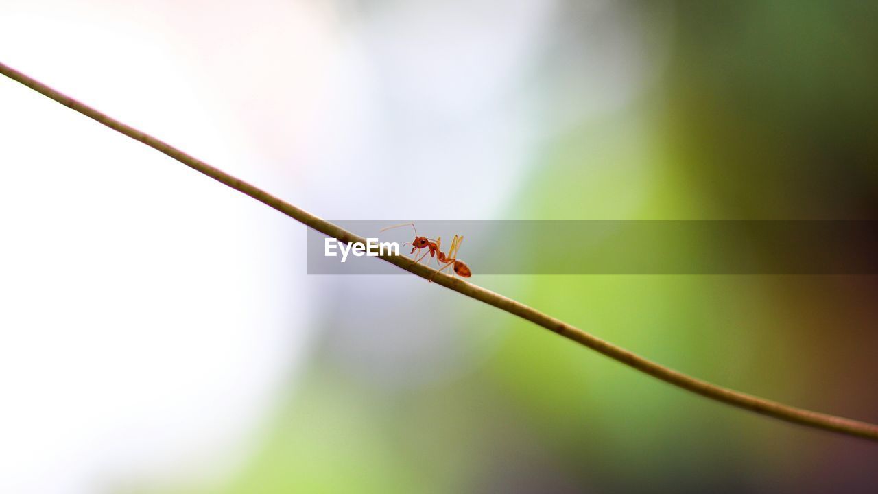 INSECT ON LEAF
