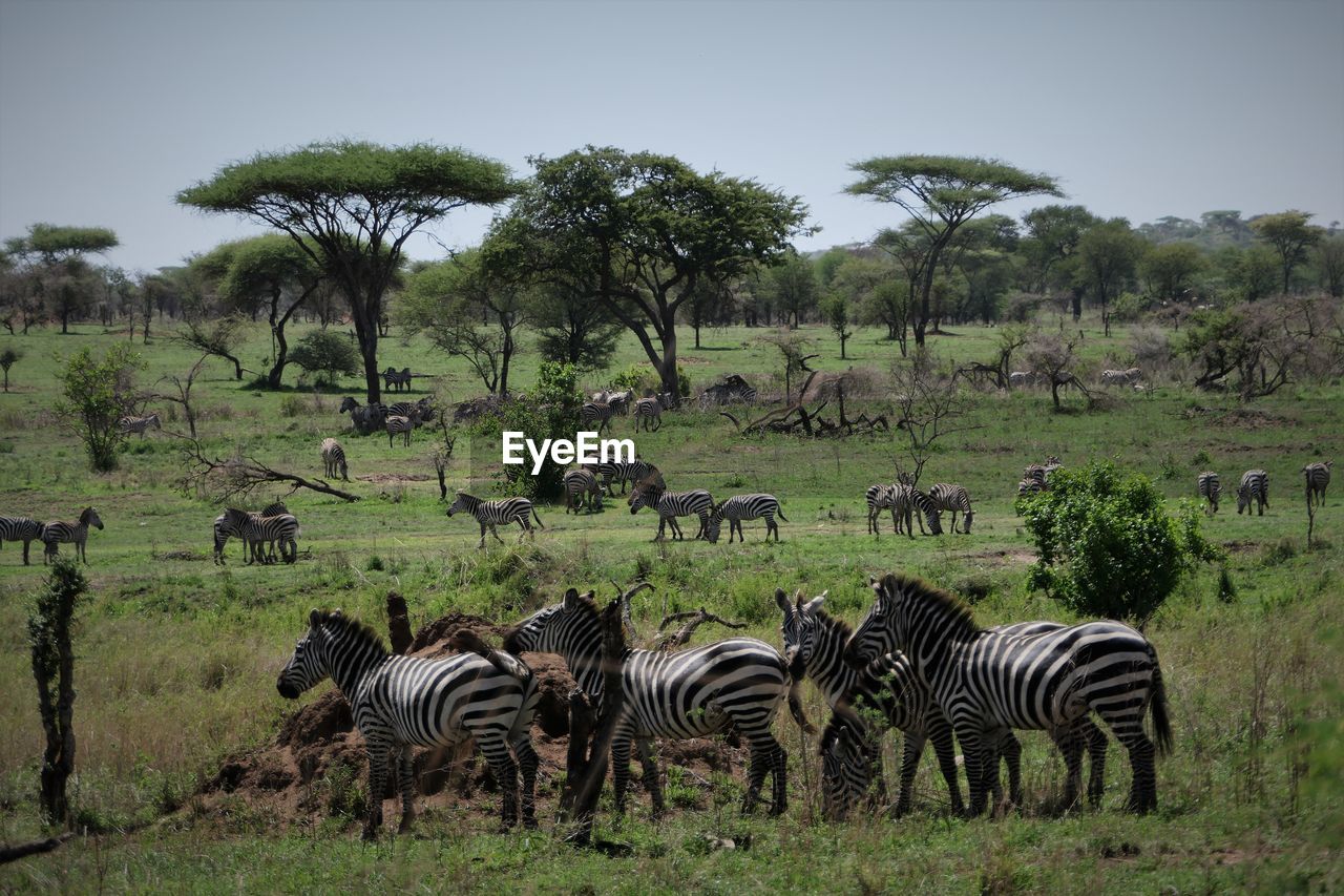 FLOCK OF ZEBRAS ON GRASS