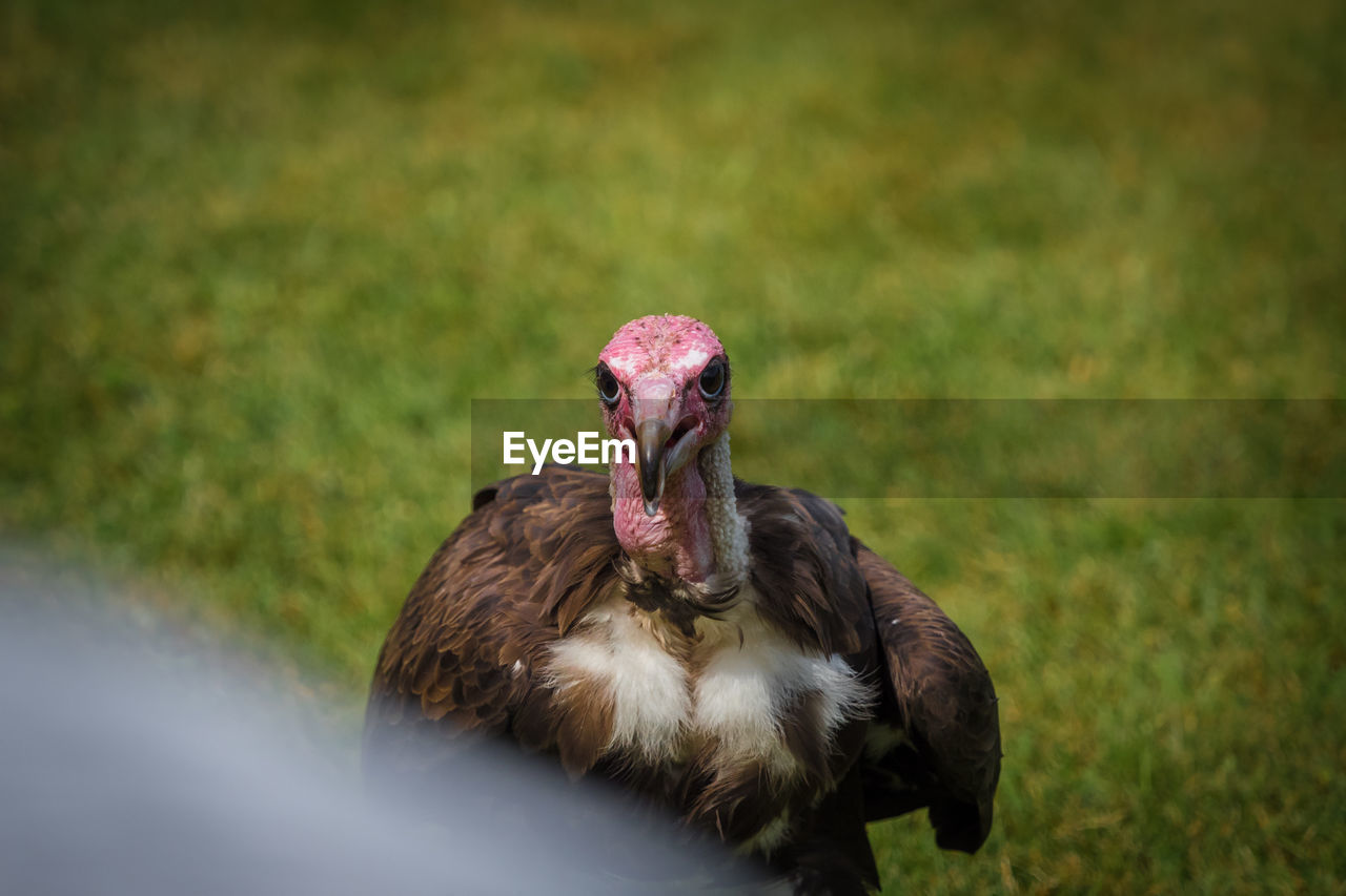 Close-up of a bird on field