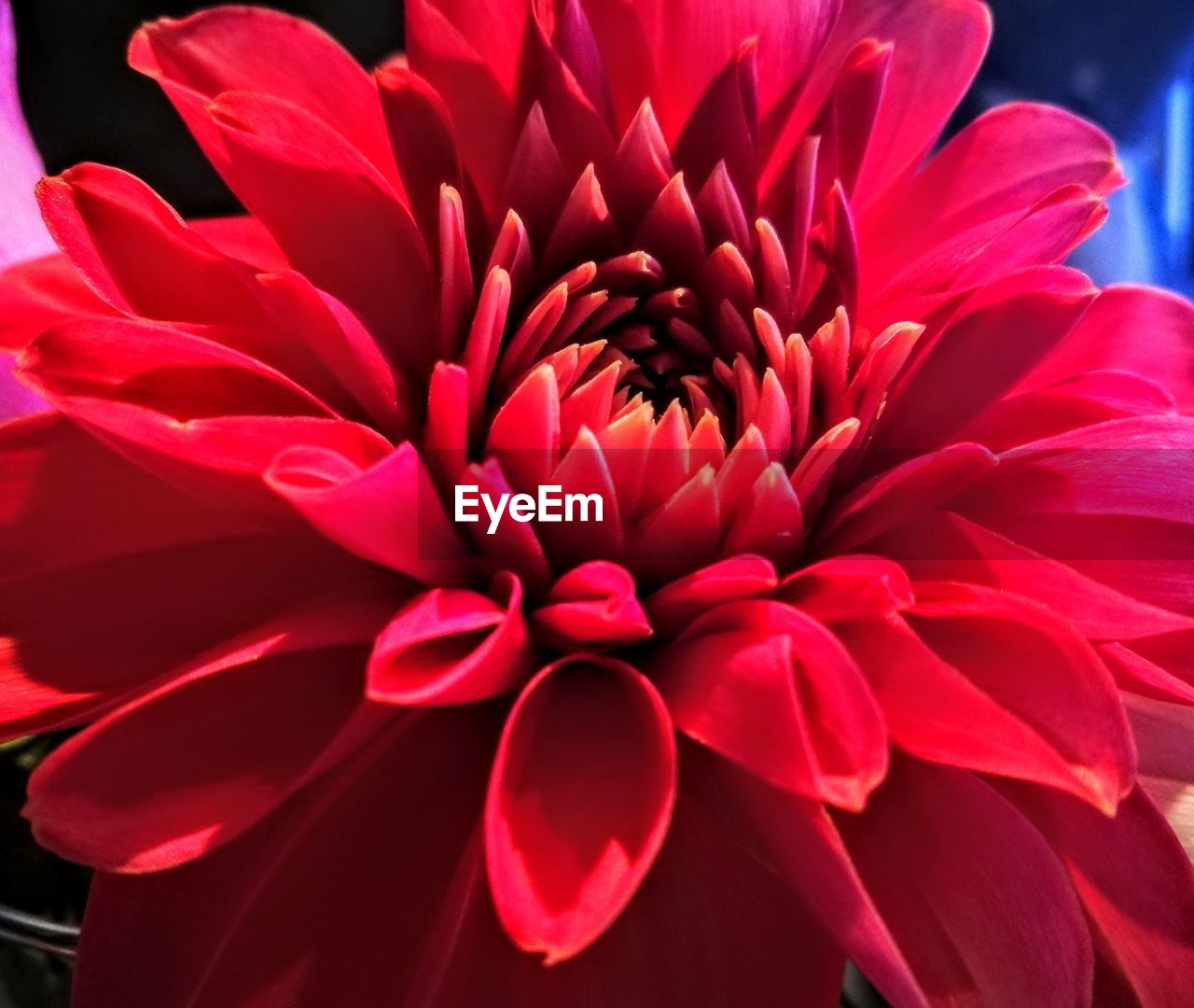 CLOSE-UP OF FLOWER BLOOMING