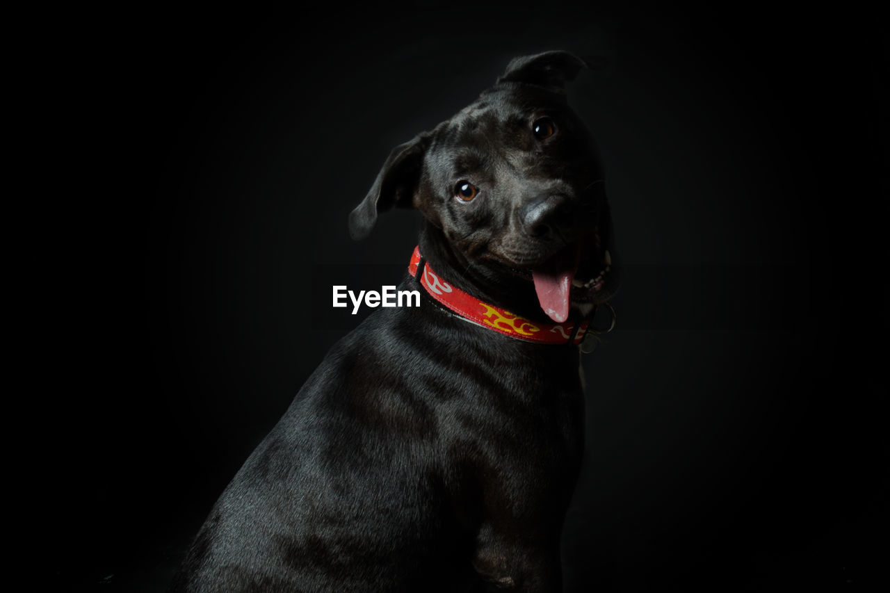 Portrait of black dog against black background